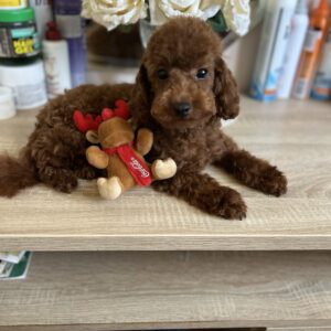 Francuske Toy i patuljaste pudle, prelepe bebe Slika 4 Francuske Toy i patuljaste pudle, prelepe bebe Slika 4