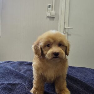 Prelepi Maltipoo štenci Slika 4 Prelepi Maltipoo štenci Slika 4