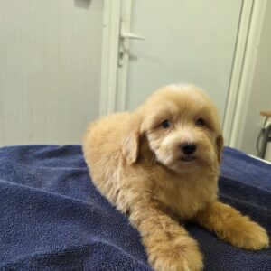 Prelepi Maltipoo štenci Slika 5 Prelepi Maltipoo štenci Slika 5