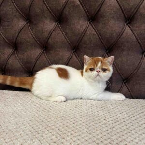 Egzotični kratkodlaki mačići (Exotic Shorthair) Slika 9 Egzotični kratkodlaki mačići (Exotic Shorthair) Slika 9
