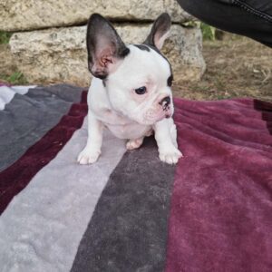 Merle francuski buldog štenci Slika 7 Merle francuski buldog štenci Slika 7
