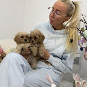 Maltipoo vrhunske genetike Slika 2 Maltipoo vrhunske genetike Slika 2