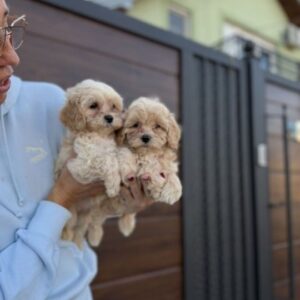 Maltipoo vrhunske genetike Slika 2 Maltipoo vrhunske genetike Slika 2
