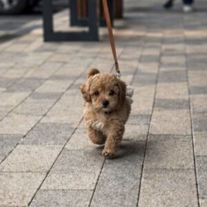 Maltipoo vrhunske genetike Slika 3 Maltipoo vrhunske genetike Slika 3