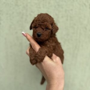 Stenci toy i mini pudle vrhunske genetike Slika 3 Stenci toy i mini pudle vrhunske genetike Slika 3