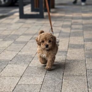 Maltipoo vrhunske genetike Slika 3 Maltipoo vrhunske genetike Slika 3