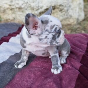 Merle francuski buldog štenci Slika 3 Merle francuski buldog štenci Slika 3