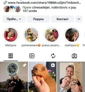 Cocapoo štenci Slika 5 Cocapoo štenci Slika 5