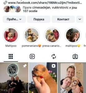 Cocapoo štenci Slika 5 Cocapoo štenci Slika 5