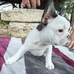 Merle francuski buldog štenci Slika 5 Merle francuski buldog štenci Slika 5