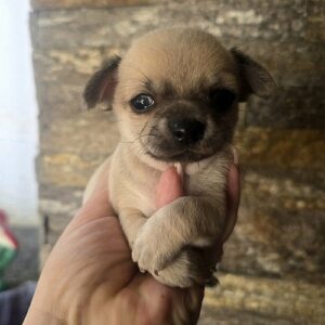 Štenci mini i mikro čivave Slika 8 Štenci mini i mikro čivave Slika 8