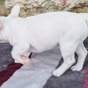 Merle francuski buldog štenci Slika 6 Merle francuski buldog štenci Slika 6