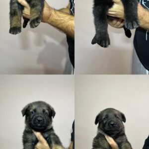 Nemački ovčar vrhunsko leglo Slika 2 Nemački ovčar vrhunsko leglo Slika 2