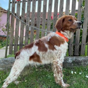 epanjel breton Slika 2