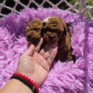 Nove bebice toy I mini pudle Slika 9