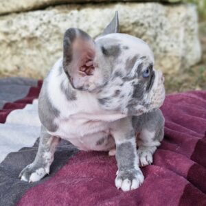 Merle francuski buldog štenci Slika 9 Merle francuski buldog štenci Slika 9