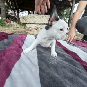 Merle francuski buldog štenci Slika 11 Merle francuski buldog štenci Slika 11