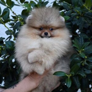 Ekskluzivni pomeranci iz vrhunske brazilske krvne linije Slika 3