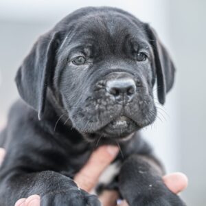 Cane Corso prelepi štenci Slika 2 Cane Corso prelepi štenci Slika 2