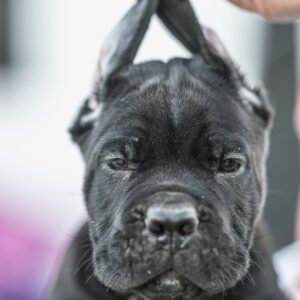 Cane Corso prelepi štenci Slika 3 Cane Corso prelepi štenci Slika 3