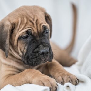 Cane Corso prelepi štenci Slika 4 Cane Corso prelepi štenci Slika 4