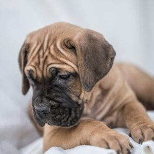 Cane Corso prelepi štenci Slika 5 Cane Corso prelepi štenci Slika 5