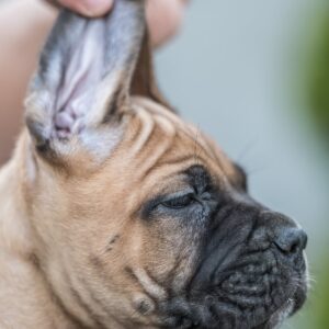 Cane Corso prelepi štenci Slika 6 Cane Corso prelepi štenci Slika 6