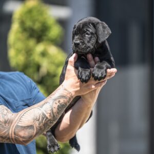 Cane Corso prelepi štenci Slika 7 Cane Corso prelepi štenci Slika 7