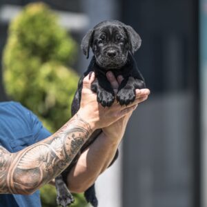 Cane Corso prelepi štenci Slika 8 Cane Corso prelepi štenci Slika 8