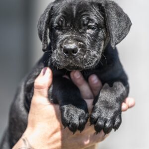 Cane Corso prelepi štenci Slika 9 Cane Corso prelepi štenci Slika 9