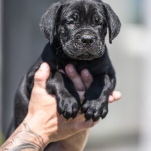 Cane Corso prelepi štenci Slika 10 Cane Corso prelepi štenci Slika 10