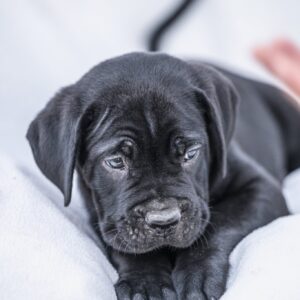Cane Corso prelepi štenci Slika 11 Cane Corso prelepi štenci Slika 11
