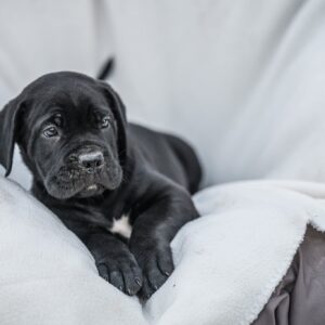 Cane Corso prelepi štenci Slika 12 Cane Corso prelepi štenci Slika 12
