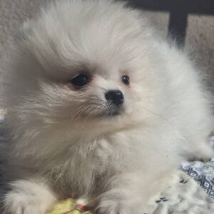 Pomeranci štenci Slika 2