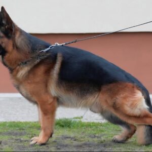 Štenci nemačkog ovčara na prodaju Slika 7 Štenci nemačkog ovčara na prodaju Slika 7