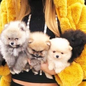 Pomeranski špic,Pomeranac,Pomeranian,Boo štenci Slika 4