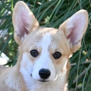 Velski korgi/Welsh Corgi Pembroke štenci Slika 4 Velski korgi/Welsh Corgi Pembroke štenci Slika 4