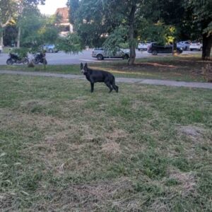 Nemački ovčar crni štenci Slika 2 Nemački ovčar crni štenci Slika 2