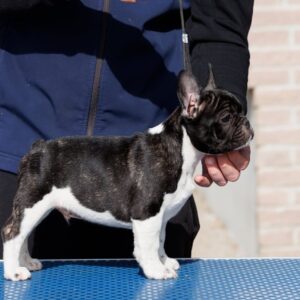 French bulldog/Francuski buldog štenci Slika 2 French bulldog/Francuski buldog štenci Slika 2