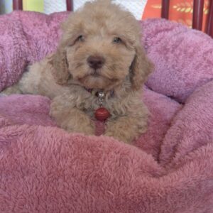 Labradoodle F1b preslatki štenci Slika 2 Labradoodle F1b preslatki štenci Slika 2