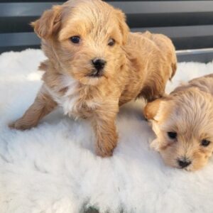 Maltipoo stenci Slika 3 Maltipoo stenci Slika 3