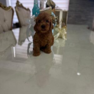 Goldendoodle prelepi štenci Slika 3 Goldendoodle prelepi štenci Slika 3