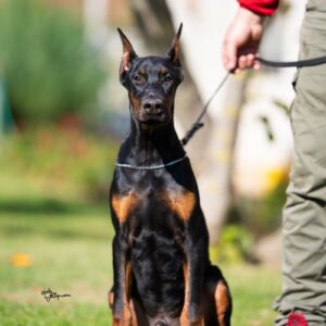 Doberman, muško štene Slika 3 Doberman, muško štene Slika 3