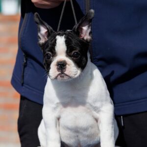 French bulldog/Francuski buldog štenci Slika 3 French bulldog/Francuski buldog štenci Slika 3
