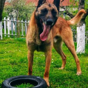 Belgijski ovcar – Malinoa,štenci Slika 3