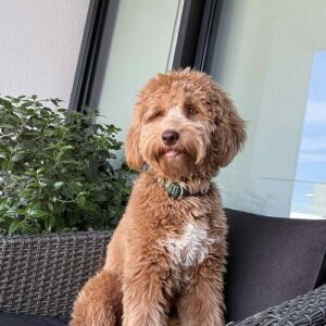 Labradoodle F1b preslatki štenci Slika 3 Labradoodle F1b preslatki štenci Slika 3