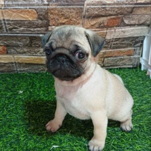Mops, žensko štene Slika 3