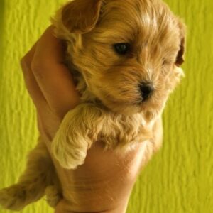 Maltipoo stenci Slika 4 Maltipoo stenci Slika 4