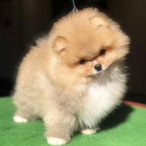 Pomeranski špic,Pomeranac,Pomeranian,Boo štenci Slika 2 Pomeranski špic,Pomeranac,Pomeranian,Boo štenci Slika 2