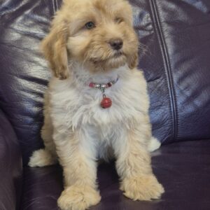 Labradoodle F1b preslatki štenci Slika 4 Labradoodle F1b preslatki štenci Slika 4